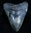 Inch Black Megalodon Tooth - Beast #2954-1